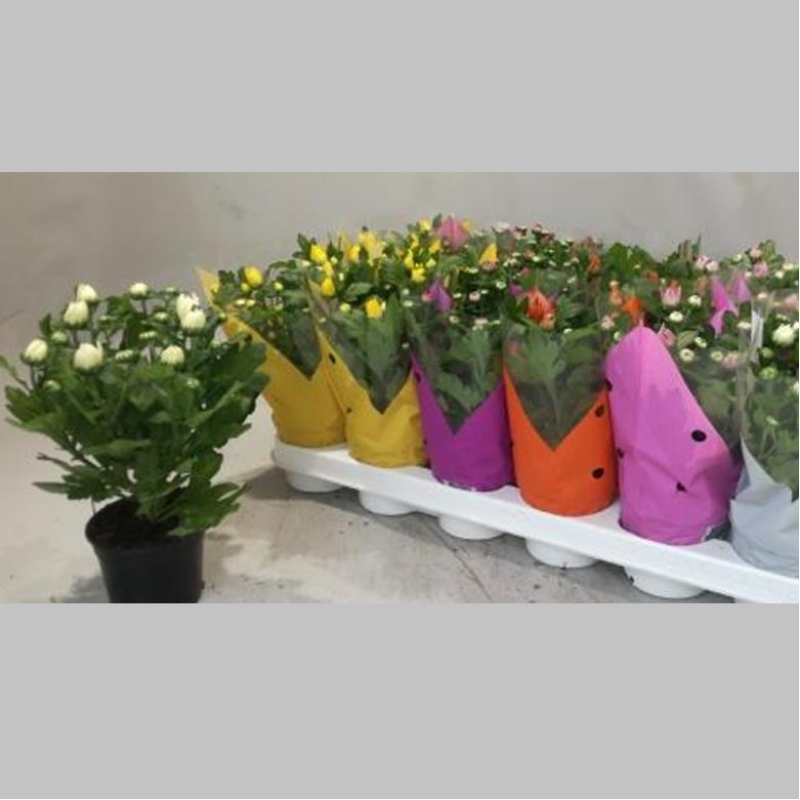 Crizanteme Mixte, 25 cm